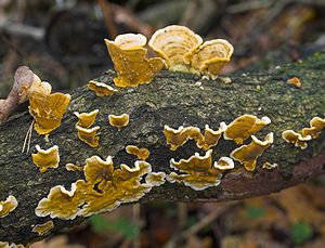 Stereum subtomentosum (Stereaceae)  - Stérée remarquable - Yellowing Curtain Crust Nord [France] 26/11/2006 - 30m