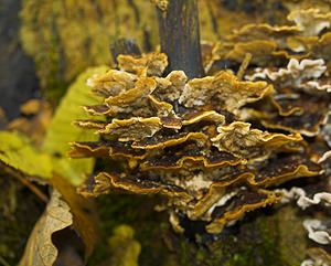 Trametes ochracea (Polyporaceae)  - Tramète zonée Pas-de-Calais [France] 18/11/2006 - 130m