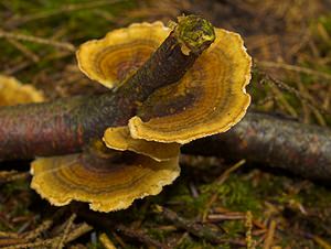 Trametes versicolor (Polyporaceae)  - Tramète versicolore, Tramète à couleur changeante - Turkeytail Somme [France] 11/11/2006 - 170m