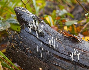 Xylaria hypoxylon (Xylariaceae)  - Xylaire du bois - Candlesnuff Fungus Philippeville [Belgique] 02/11/2006 - 280m