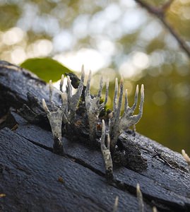 Xylaria hypoxylon (Xylariaceae)  - Xylaire du bois - Candlesnuff Fungus Philippeville [Belgique] 02/11/2006 - 290m