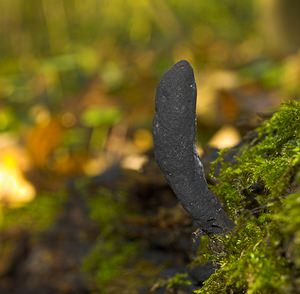 Xylaria polymorpha (Xylariaceae)  - Xylaire polymorphe, Doigt de Satan, Doigt du mort - Dead Man's Fingers Tournai-Mouscron [Belgique] 29/11/2006 - 60m