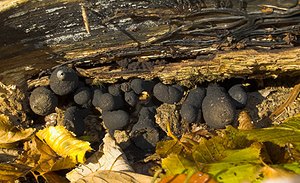 Xylaria polymorpha (Xylariaceae)  - Xylaire polymorphe, Doigt de Satan, Doigt du mort - Dead Man's Fingers Tournai-Mouscron [Belgique] 29/11/2006 - 60m