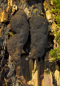 Xylaria polymorpha (Xylariaceae)  - Xylaire polymorphe, Doigt de Satan, Doigt du mort - Dead Man's Fingers Tournai-Mouscron [Belgique] 29/11/2006 - 60m