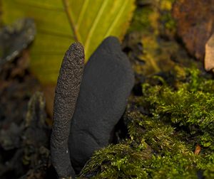 Xylaria polymorpha (Xylariaceae)  - Xylaire polymorphe, Doigt de Satan, Doigt du mort - Dead Man's Fingers Tournai-Mouscron [Belgique] 29/11/2006 - 60m