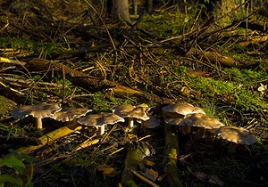 Clitocybe nebularis (Tricholomataceae)  - Clitocybe nébuleux - Clouded Funnel Somme [France] 09/12/2006 - 170m