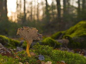 Craterellus tubaeformis Chanterelle en tube