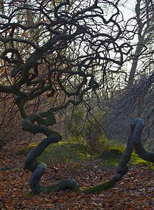 Fagus sylvatica (Fagaceae)  - Fayard, Hêtre commun - Beech Marne [France] 23/12/2006 - 290mles c?l?bres 