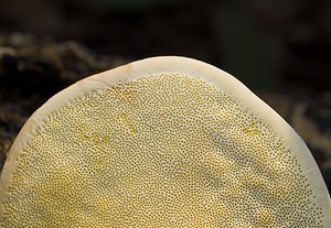 Inonotus hispidus (Hymenochaetaceae)  - Polypore herissé - Shaggy Bracket Nord [France] 17/12/2006 - 60msur feuillus, le plus souvent sur pommiers