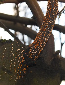 Nectria cinnabarina (Nectriaceae)  - Coral Spot Nord [France] 17/12/2006 - 50mChampignon parasite qui s'attaques aux arbres affaiblis