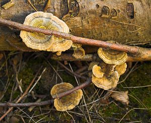 Trametes versicolor (Polyporaceae)  - Tramète versicolore, Tramète à couleur changeante - Turkeytail Nord [France] 17/12/2006 - 50m