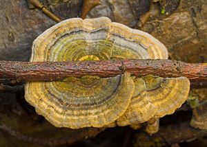 Trametes versicolor (Polyporaceae)  - Tramète versicolore, Tramète à couleur changeante - Turkeytail Nord [France] 17/12/2006 - 50m