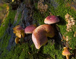 Tricholomopsis rutilans (Tricholomataceae)  - Tricholome rutilant - Plums and Custard Somme [France] 09/12/2006 - 170m