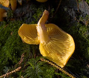 Tricholomopsis rutilans (Tricholomataceae)  - Tricholome rutilant - Plums and Custard Somme [France] 09/12/2006 - 160m