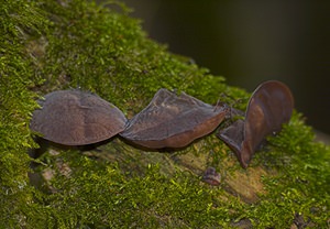 Auricularia auricula-judae (Auriculariaceae)  - Oreille de Judas - Jelly Ear Nord [France] 27/01/2007 - 30m