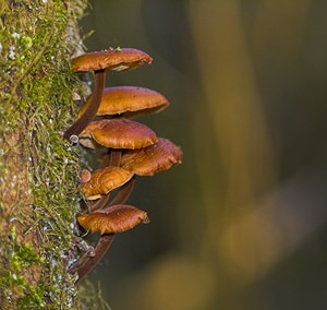 Flammulina velutipes (Physalacriaceae)  - Collybie à pied velouté - Velvet Shank Nord [France] 27/01/2007 - 30m