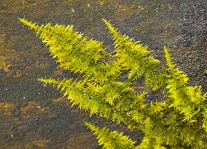 Hypnum cupressiforme var. lacunosum (Hypnaceae)  - Great Plait-moss Nord [France] 01/01/2007 - 50m