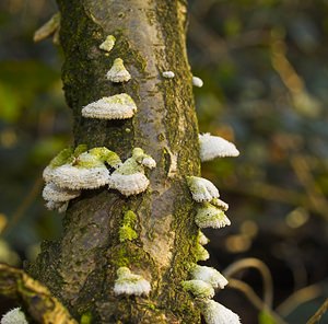Schizophyllum commune (Schizophyllaceae)  - Schizophylle commun - Common Porecrust, Split gill fungus Nord [France] 01/01/2007 - 50m