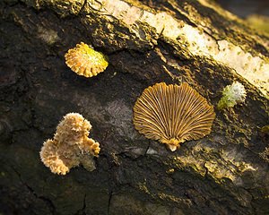 Schizophyllum commune (Schizophyllaceae)  - Schizophylle commun - Common Porecrust, Split gill fungus Nord [France] 01/01/2007 - 50m