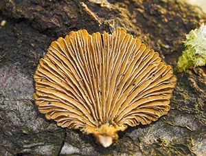 Schizophyllum commune (Schizophyllaceae)  - Schizophylle commun - Common Porecrust, Split gill fungus Nord [France] 01/01/2007 - 50m