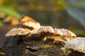 Schizophyllum commune (Schizophyllaceae)  - Schizophylle commun - Common Porecrust, Split gill fungus Nord [France] 01/01/2007 - 50m