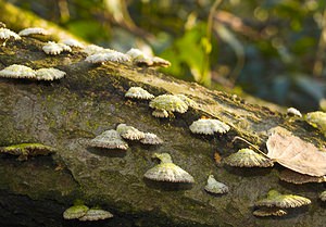 Schizophyllum commune (Schizophyllaceae)  - Schizophylle commun - Common Porecrust, Split gill fungus Nord [France] 01/01/2007 - 50m