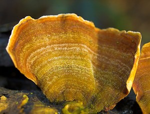 Stereum subtomentosum (Stereaceae)  - Stérée remarquable - Yellowing Curtain Crust Nord [France] 01/01/2007 - 50m