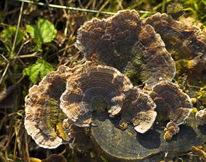 Trametes versicolor (Polyporaceae)  - Tramète versicolore, Tramète à couleur changeante - Turkeytail Mons [Belgique] 21/01/2007 - 70m