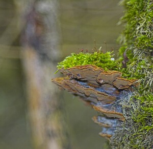 Xanthoporia radiata (Hymenochaetaceae)  - Polypore radié - Alder Bracket Nord [France] 27/01/2007 - 30m