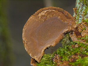 Xanthoporia radiata (Hymenochaetaceae)  - Polypore radié - Alder Bracket Nord [France] 27/01/2007 - 30m