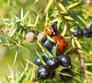 Coccinella septempunctata (Coccinellidae)  - Coccinelle à 7 points, Coccinelle, Bête à bon Dieu - Seven-spot Ladybird Somme [France] 03/02/2007 - 80m