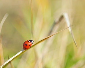 Coccinella septempunctata (Coccinellidae)  - Coccinelle à 7 points, Coccinelle, Bête à bon Dieu - Seven-spot Ladybird Somme [France] 03/02/2007 - 80m