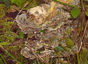 Trametes versicolor (Polyporaceae)  - Tramète versicolore, Tramète à couleur changeante - Turkeytail Pas-de-Calais [France] 18/02/2007 - 150m