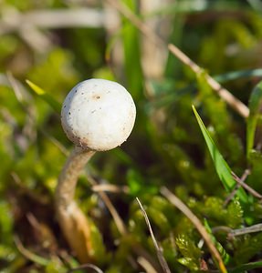 Tulostoma brumale (Tulostomataceae)  - Winter Stalkball Somme [France] 03/02/2007 - 80mPeu commun mais passe facilement inaper?u. Souvent dans les endroits secs (pelouses calcaires) ou sablonneux (dunes grises).