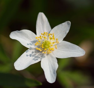 Anemone nemorosa (Ranunculaceae)  - Anémone des bois, Anémone sylvie - Wood Anemone Pas-de-Calais [France] 31/03/2007 - 80m