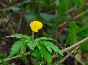 Anemone ranunculoides (Ranunculaceae)  - Anémone fausse renoncule - Yellow Anemone Ardennes [France] 24/03/2007 - 200m