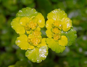 Chrysosplenium alternifolium (Saxifragaceae)  - Dorine à feuilles alternes, Cresson de rocher, Cresson doré, Hépatique dorée - Alternate-leaved Golden-saxifrage  [France] 24/03/2007 - 220m