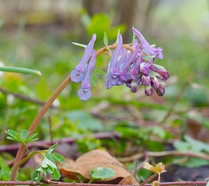 Corydalis solida (Papaveraceae)  - Corydale solide - Bird-in-a-Bush  [France] 24/03/2007 - 200m