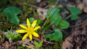 Ficaria verna (Ranunculaceae)  - Ficaire printanière, Renoncule ficaire - Lesser Celandine Pas-de-Calais [France] 31/03/2007 - 80m