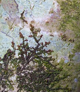 Frullania dilatata (Frullaniaceae)  - Dilated Scalewort  [France] 10/03/2007 - 230m