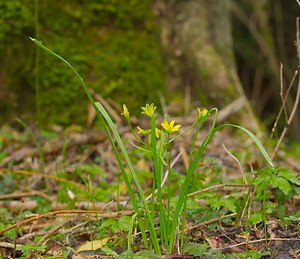 Gagea lutea (Liliaceae)  - Gagée jaune, Gagée des bois, Étoile jaune, Ornithogale jaune - Yellow Star-of-Bethlehem  [France] 24/03/2007 - 220m