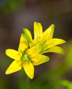 Gagea lutea (Liliaceae)  - Gagée jaune, Gagée des bois, Étoile jaune, Ornithogale jaune - Yellow Star-of-Bethlehem  [France] 24/03/2007 - 220m