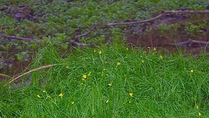 Gagea spathacea (Liliaceae)  - Gagée à spathe Ardennes [France] 24/03/2007 - 200m