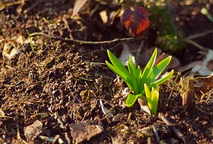 Hyacinthoides non-scripta (Asparagaceae)  - Jacinthe des bois - Bluebell Nord [France] 02/03/2007 - 50m