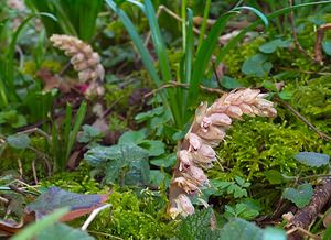 Lathraea squamaria (Orobanchaceae)  - Lathrée écailleuse, Clandestine écailleuse - Toothwort  [France] 10/03/2007 - 180m