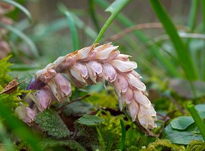 Lathraea squamaria (Orobanchaceae)  - Lathrée écailleuse, Clandestine écailleuse - Toothwort  [France] 10/03/2007 - 180m