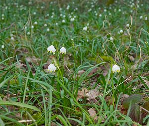 Leucojum vernum (Amaryllidaceae)  - Nivéole de printemps, Nivéole printanière - Spring Snowflake  [France] 10/03/2007 - 180m