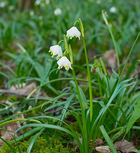 Leucojum vernum (Amaryllidaceae)  - Nivéole de printemps, Nivéole printanière - Spring Snowflake  [France] 10/03/2007 - 180m