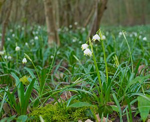 Leucojum vernum (Amaryllidaceae)  - Nivéole de printemps, Nivéole printanière - Spring Snowflake  [France] 10/03/2007 - 180m