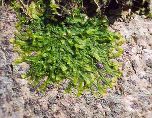 Metzgeria furcata (Metzgeriaceae)   [France] 10/03/2007 - 230m